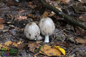 coprinus atramentarius (1000 x 750).jpg_product_product_product_product_product_product_product_product